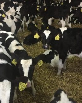 Buy WEANER CALVES online